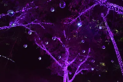 DSC_7078 (Large).JPG